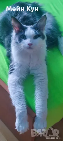 Търсим мъжки Мейн Кун с родословие, снимка 3 - Търси партньор - 44899104