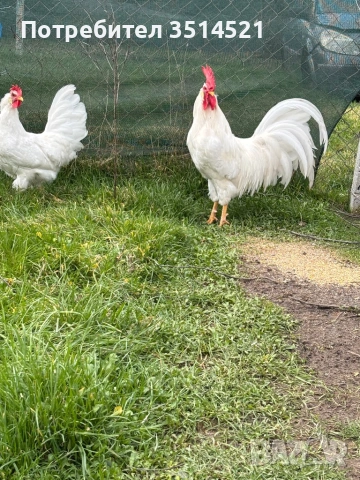 Легхорн  Американски стандарт