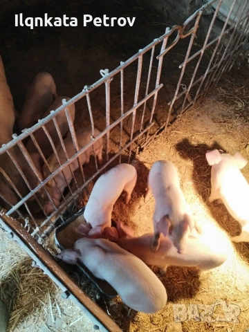 Продавам малки прасета, снимка 4 - Други животни - 53613567