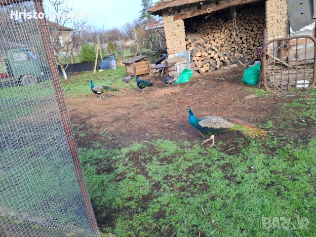 Пауни, снимка 5 - други­ - 52718339