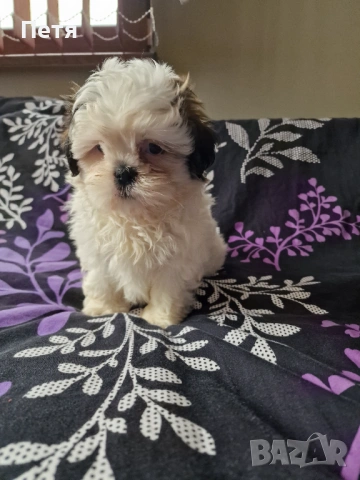 Ши тцу -момче, снимка 4 - Ши Тцу - 53200286