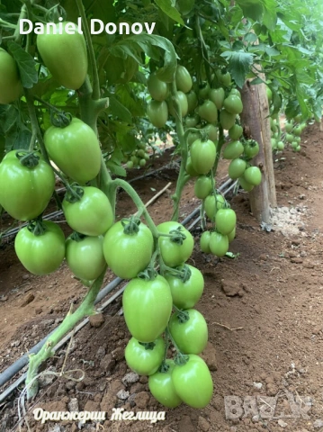 САНДЕРО ф1 + още над 150 сорта домати, снимка 2 - Разсади - 53716394