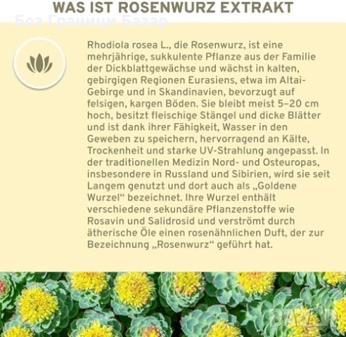 Нови Родиола Розеа 500mg – Сибирски екстракт с 3% розавин, 120 капсули, снимка 6 - Хранителни добавки - 52655709