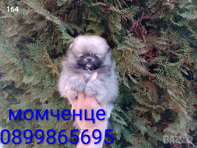 Мини Померан. Реални снимки от 16.03.26 г. Миниатюрно момче . , снимка 6 - Померан - 53866085