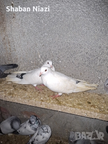 Чифт дрезгави 