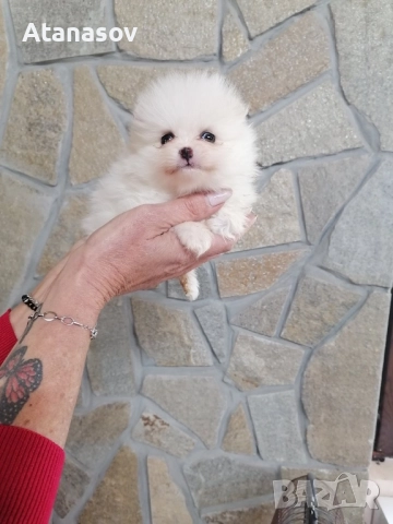 Поменран Померанче