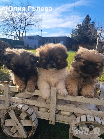 Кучета пекинези