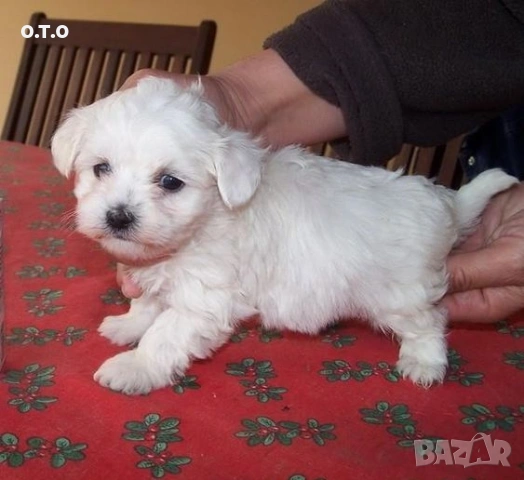 Мини малтийски болонки, снимка 3 - Болонка - 53175245