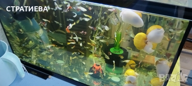 Гупи отглеждани в домашни условия., снимка 16 - Рибки - 50004944