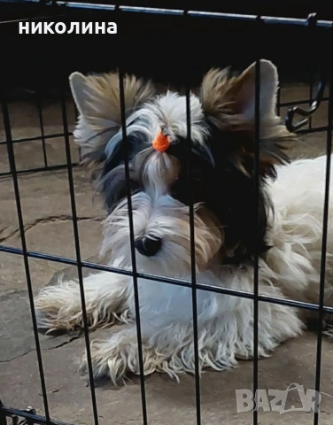 Йоркширски териер , снимка 3 - Йоркширски териер - 53637797