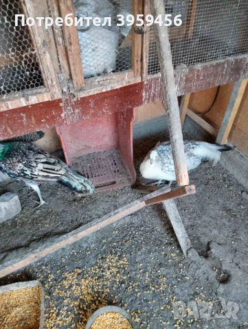 Пауни Арлекин, снимка 3 - други­ - 52382134