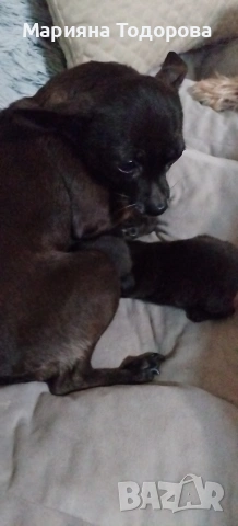 Пинчер, снимка 11 - Пинчер - 53447224