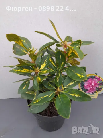 Рододендрон, снимка 6 - Разсади - 45012912