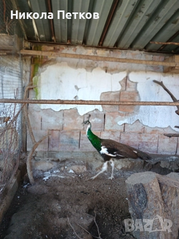 Паун арлекин, снимка 2 - други­ - 52777395