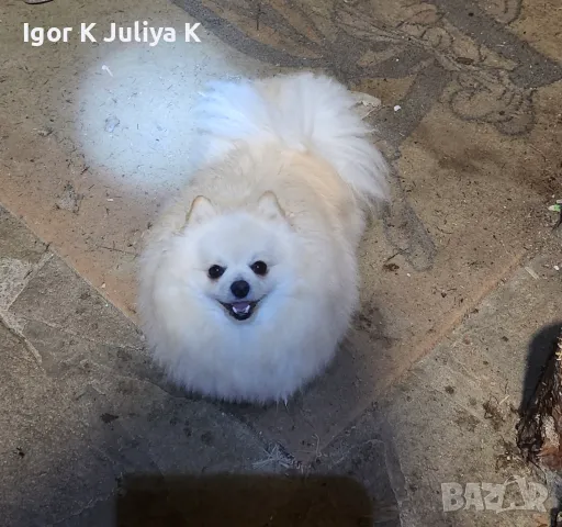 Померан е фантастично красив., снимка 2 - Померан - 48677283