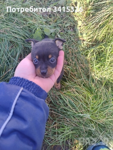 пинчер , снимка 2 - Пинчер - 52953421