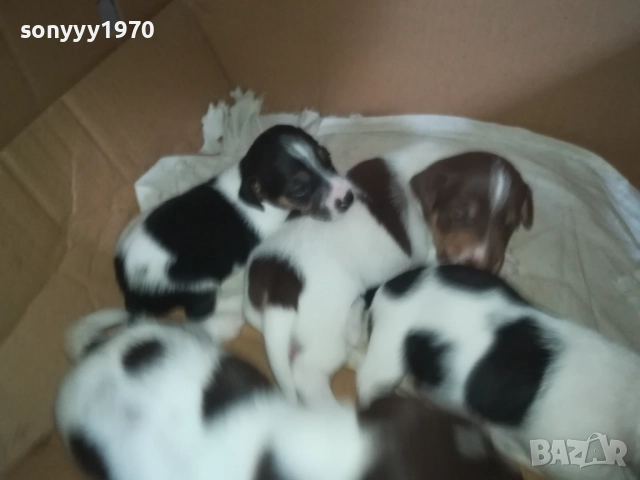 ДЖАК РЪСЕЛ 0509251724, снимка 3 - Джак ръсел териер - 51618265