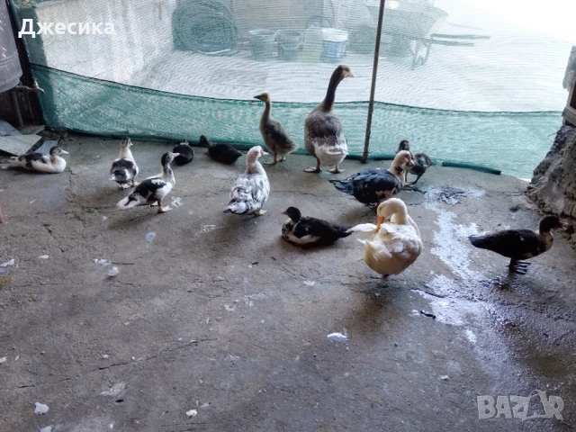 Неми патета и яйца, снимка 1