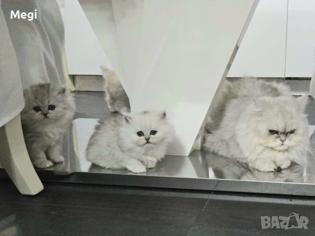 Персийска сребърна чинчила котенца , снимка 2 - Персийска - 52777035
