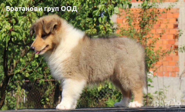 Шотланска овчарка-Коли, снимка 3 - Коли - 12446020