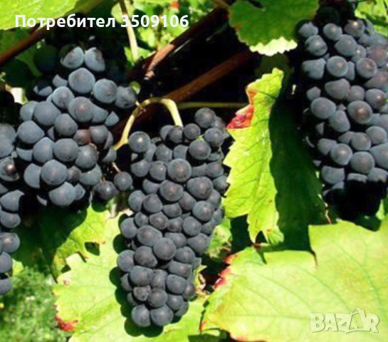Грозде Сторгозия 1,60лв., снимка 1
