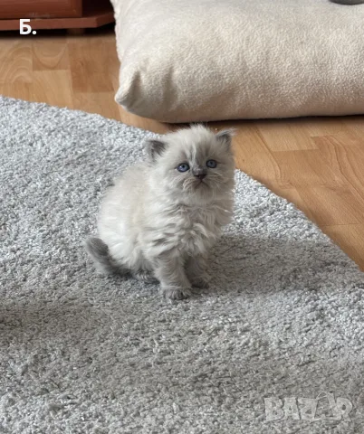 Мъжки котарак за Разплод, снимка 9 - Други - 55964066