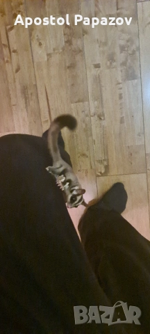 летяща катерица