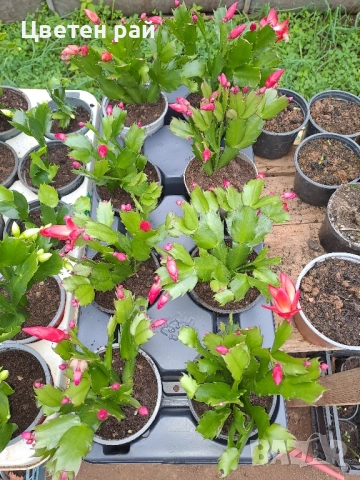 Три цвята коледниче бяло,розово и червено , снимка 3 - Стайни растения - 51951986