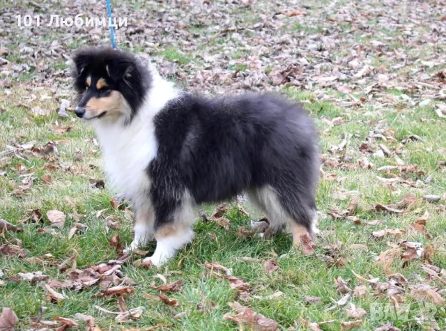 Шотладската овчарка-Коли, снимка 3 - Коли - 47462698
