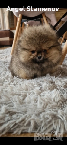 Померан,мини момченце с родословие!