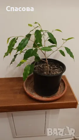 Фикус Бенджамин - зелен