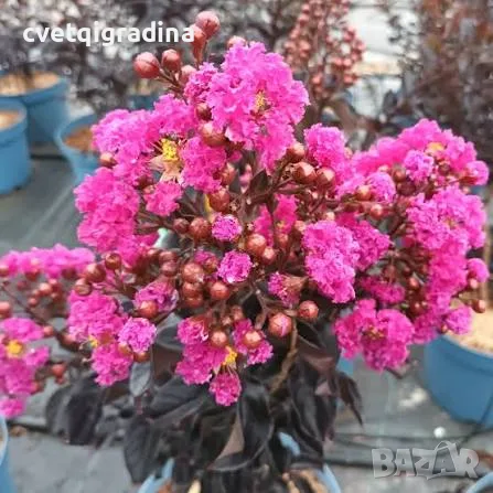 Lagerstroemia ‘Raspberry Sorbet’ (Лагерстремия ‘Малинов сорбет’)