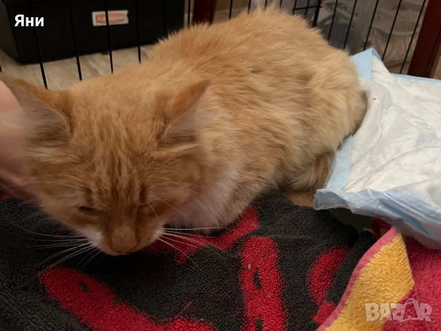 Подаряваме котка за домашно отглеждане, снимка 6 - Други - 52567848