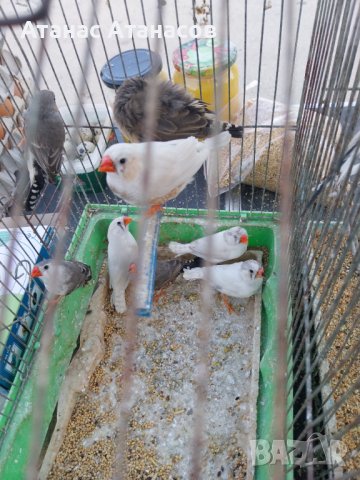 Зеброви амадини, снимка 2 - Амадини - 42659901