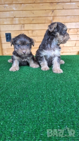 йоркширски териер, снимка 4 - Йоркширски териер - 51986251