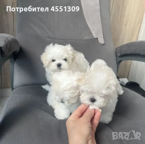 Малтийска болонка мини., снимка 3 - Болонка - 52970389