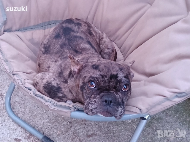 френски булдог мерле, снимка 2 - Френски булдог - 53692269