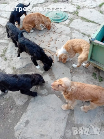 Английски кокер , снимка 2 - Кокер шпаньол - 53838671