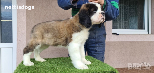 Уникални Санбернари с родословие, снимка 2 - Померан - 39683493