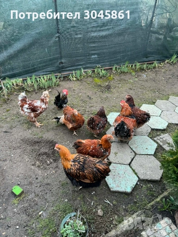 Орпингтон порцелан , снимка 2 - Кокошки и пуйки - 53690461