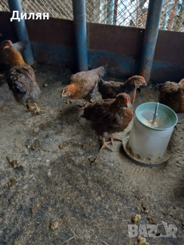 Катунски пилета, снимка 3 - Кокошки и пуйки - 52511770