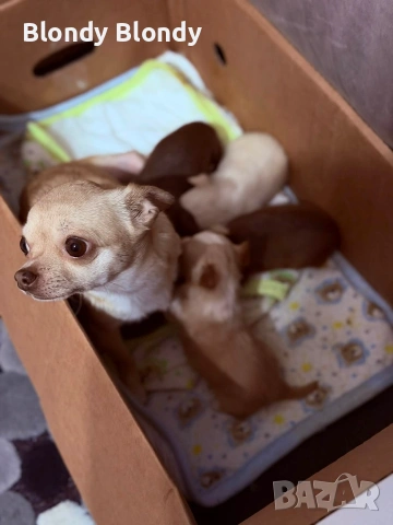 Кучета Чихуахуа Мини пинчер 