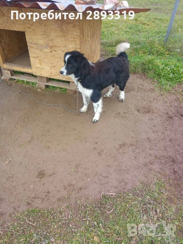 Подарявам, снимка 3 - Други - 53409684