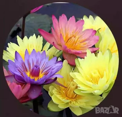 Lotos Blue Lotus Nymphaea Caerulea Синя Водна Лилия Син Лотус Свещена Синя Лилия Син Египетски Лотус, снимка 3 - Декорация за дома - 53164811