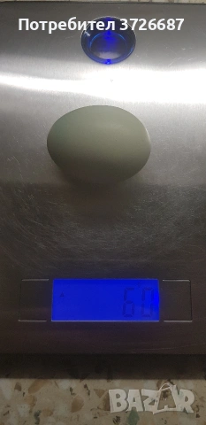 Сини яйца от Амераукана, снимка 9 - други­ - 53863985