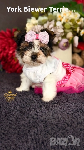 Йоркширски Териер! Страхотни бебета с родословие за деца и възрастни! , снимка 4 - Йоркширски териер - 52882893