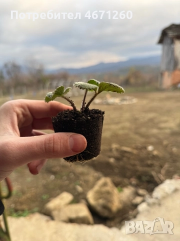 Разсад ягоди сорт Дели, снимка 5 - Разсади - 52770264