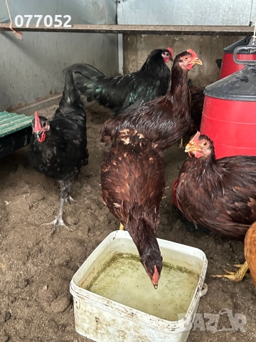 Петли Родайланд и Австралорп