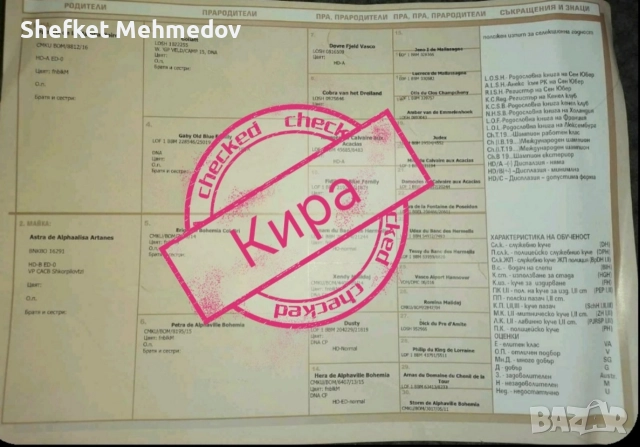 prodavase belgiska ovcarka na 3 gutinki jenska, снимка 4 - Белгийска овчарка - 52716833