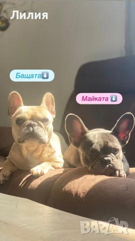 Френски булдог Lilac fawn , снимка 11 - Френски булдог - 55778778